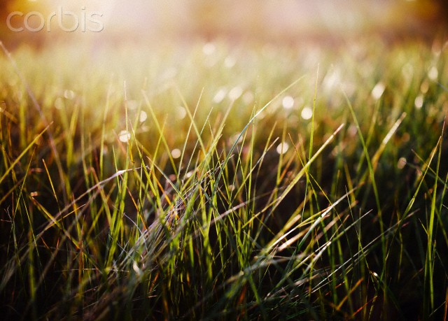 View of sea grass at sunset or dawn